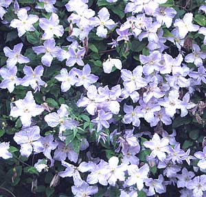 dark blue climbing clematis