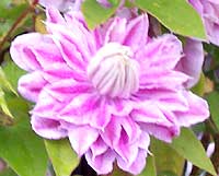 pink and white striped clematis flower