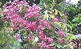 dark pink clematis montana in flower growing over a garden pergola arch