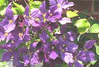 photo of large flowered Clematis with purple petals