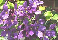 photo of large flowered Clematis with purple petals