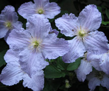 blue flowers of a climbing clematis plant with four petals