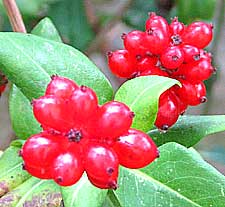 red honeysuckle berries - decorative autumn fruits