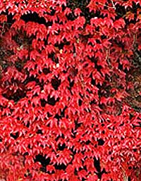 Virginia Creeper a fast growing climber with red leaves in autumn