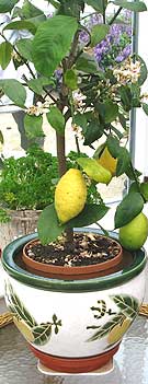 Grow lemons in a Essex conservatory
