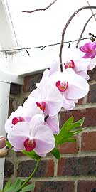 Grow orchids in Essex conservatories