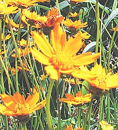 Long stemmes yellow coreopsis flowers in a border