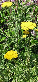 yellow achillea with fern like leaves
