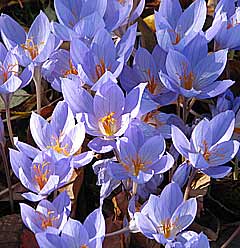 photo of narcissus triandrus thalia - cyclamen flowered miniature daffodil