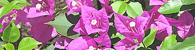 Bougainvillea climber growing in Cuba