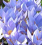 colchicum growing in drifts