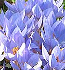 Purple colchicum bulb flowering in autumn