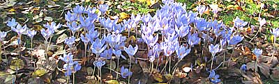 picture of colchicum growing naturalised in grass