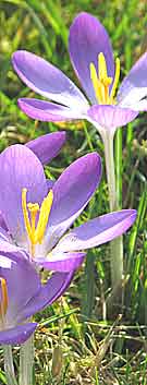 purple crocus in February