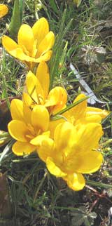 yellow crocus in springtime