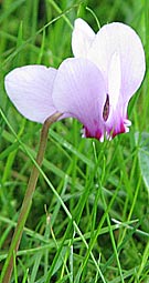 pink cyclamen growing wild in grass