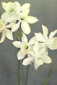photo of narcissus triandrus thalia - cyclamen flowered miniature daffodil