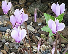 pink hardy cyclamen growing in gravel