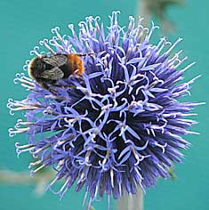 blue echinops or globe thistle attracting bees
