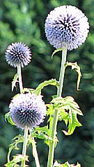 globe thistles - fencing east sussex