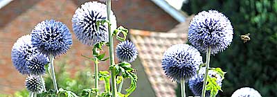 a group of blue echinops or globe thistle in a Kent garden