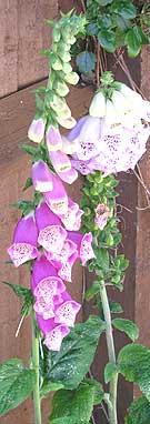 foxgloves in a kent garden