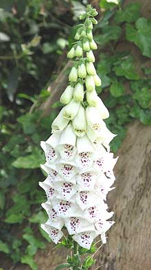 Photo of white foxglove growing in a West Sussex garden