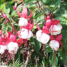 fuschia from garden centre cumbria