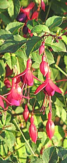 fuschia grown as a shrub