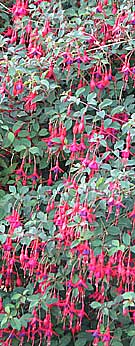 A fuschia bush in flower