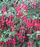 crimson and purple hardy fuchsia