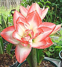 hippeastrum