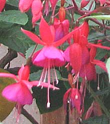 Fuchsia flowers at kew gardens