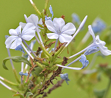 photo of blue leadwort - J M Garg