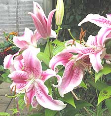 Lilies grown in tubs and containers