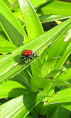 red lily beetle eating leaves