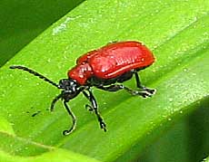 Red lily beetle Lilioceris lilii attacking leaves