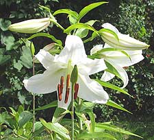 White lilies add perfume to your garden