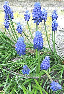 blue grape hyacinths or Muscari
