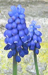 two grape hyacinth flowers