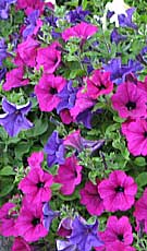 pink and purple petunias 