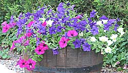 A tub of white, pink and purple petunias