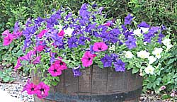 petunias leicestershire garden centre