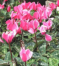 pink cyclamen with variegated leaves