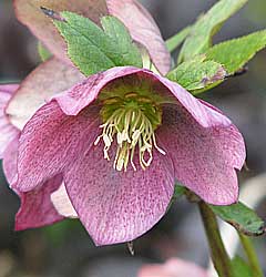 pink helleborus christmas rose a hardy perennial