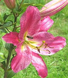 pink lily flower in the garden