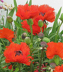 oriental poppy flowers