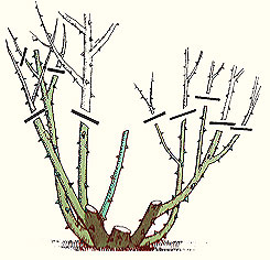 Diagram of How to prune a rose bush