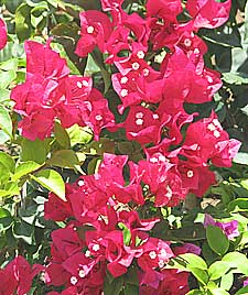 Crimson Bougainvillea - a fast growing climber 