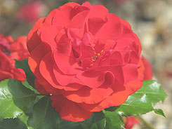Pruning roses will produce better flowers